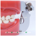 Modèles dentaires dentaires standard avec 28pcs dents amovibles fixées par la cire 13001